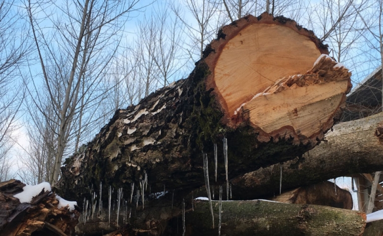 https://www.tm-feuerungsanlagen.at/data/image/thumpnail/image.php?image=246/tm_feuerungsanlagen_at_eiszapfen_holz_article_4642_0.jpg&width=768