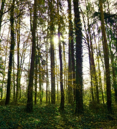 https://www.tm-feuerungsanlagen.at/data/image/thumpnail/image.php?image=246/tm_feuerungsanlagen_at_wald_article_4579_0.jpg&width=400